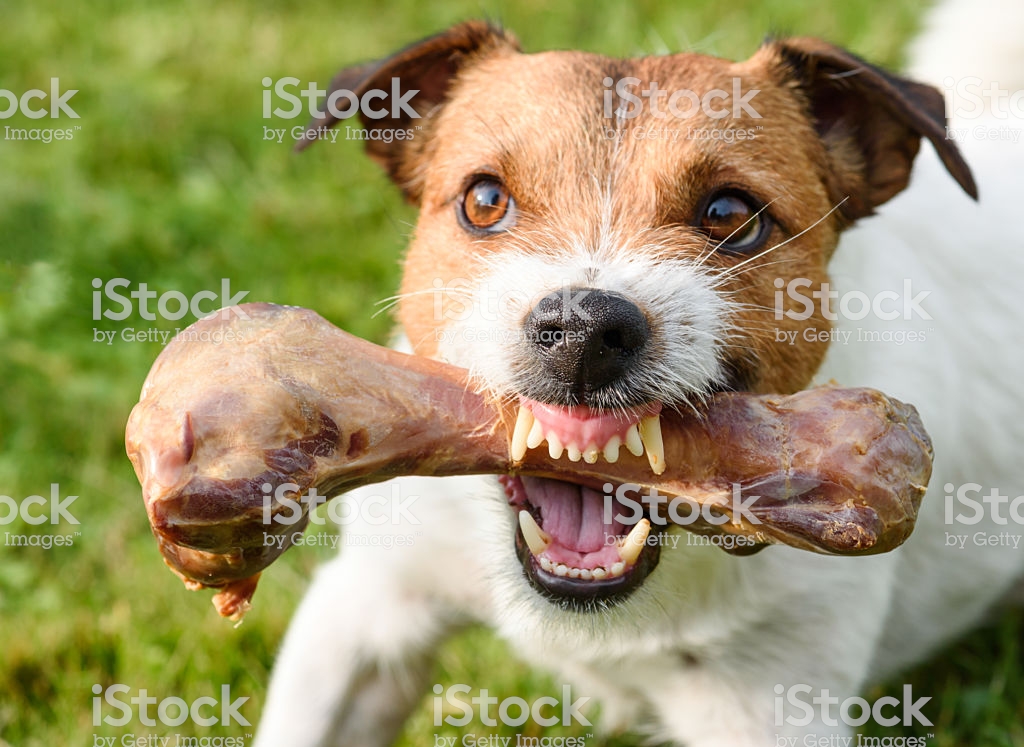 Dog demonstrating teeth and fangs